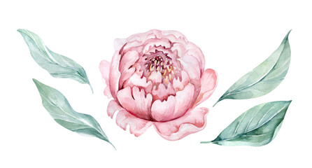 Watercolor peony set. Vintage floral elements with peony flowers and leaves isolated on white background. Hand drawn botanical illustration for design.