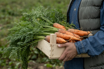Hands of farmer in workwear holding wooden box with pile of fresh carrots