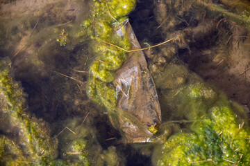 Polluted with plastic in water