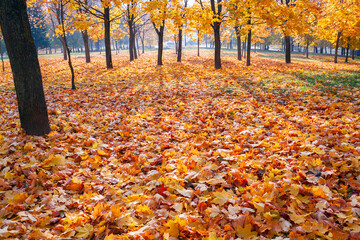 Land in the park strewn with autumn golden maple leaves