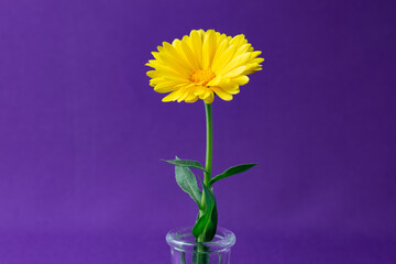flower in vase