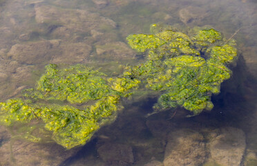 a close-up with Spirogyra algae in water