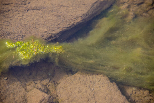 a close-up with Spirogyra algae in water