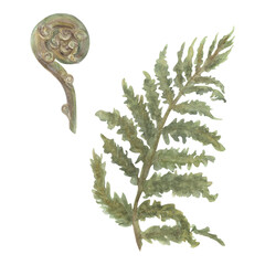Fern Leaves Isolated on White Background.  Hand-Drawn Botany for Wallpaper, Banner, Textile, Postcard or Wrapping Paper © paintingbetweenbooks