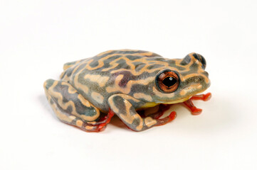Riggenbachs Riedfrosch // Riggenbach's reed frog (Hyperolius riggenbachi)