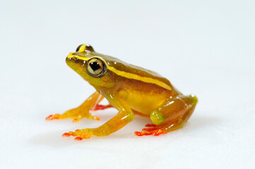 Riggenbachs Riedfrosch // Riggenbach's reed frog (Hyperolius riggenbachi)