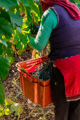 cosecha manual de uvas para vino