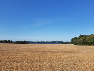 Fototapeta premium Feld im Sonnenschein