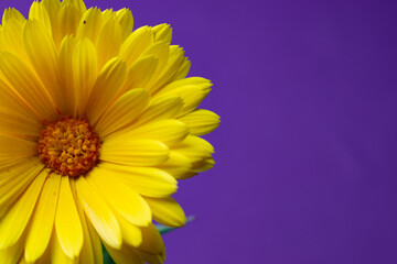 yellow flower