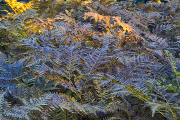 Fern in autumn in the forest. Autumn leaf background.