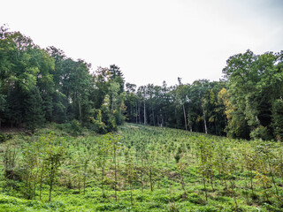 Wiederaufforstung im Mischwald
