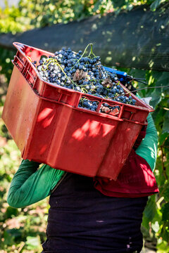 cosecha manual de uvas para vino