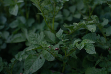 Colorado potato beetle on green potato stalks. Harmful insects.