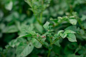 Colorado potato beetle on green potato stalks. Harmful insects.