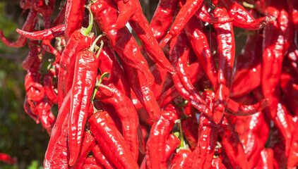 Ristra de guindas drying under sun outdoors village house