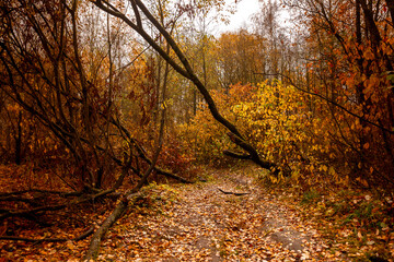 Several broken and fallen trees on a path with a carpet of fiery orange fallen leaves in an autumn golden park
