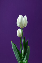 tulips on black background