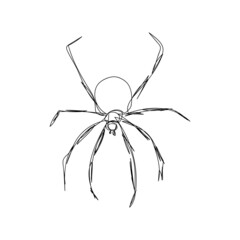 Big spider one line art. Continuous line drawing of halloween theme, gothic, arthropod, horrible, scary, black widow, karakurt, tarantula.