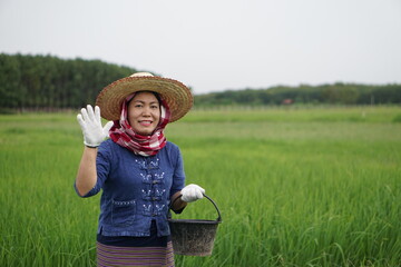 Asian woman farmer is working at paddy field, holding bucket of fertilizer and sowing into rice plants. Concept : Agriculture career. Maintenance of rice plants in the growing stage and ready to yield