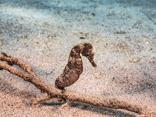 Seascape with Seahorse in the coral reef of Caribbean Sea, Curacao