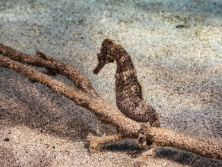 Seascape with Seahorse in the coral reef of Caribbean Sea, Curacao