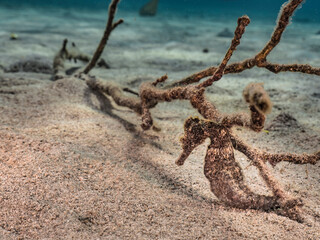 Seascape with Seahorse in the coral reef of Caribbean Sea, Curacao
