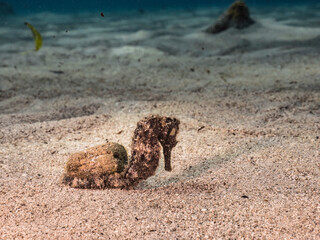 Seascape with Seahorse in the coral reef of Caribbean Sea, Curacao