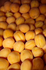 Fototapeta na wymiar Ripe yellow apricots. Beautiful fruits on the counter.