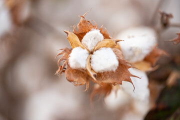 macro growing cotton, cotton field, cotton flowering