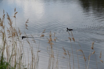 Priesendorf - Bayern - Deutschland - Vögel auf einem Teich