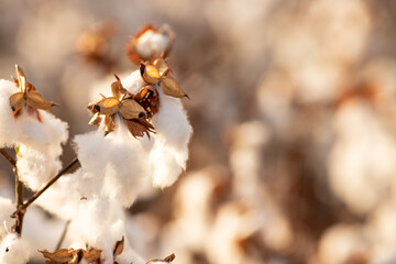 growing cotton, cotton field, cotton flowering