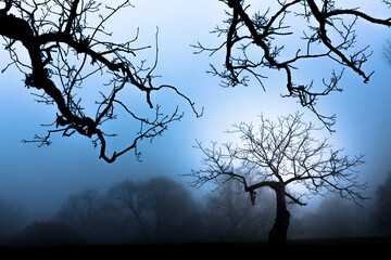 Eerie trees and branched in the fog