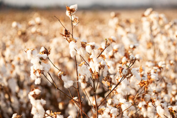 growing cotton, cotton field