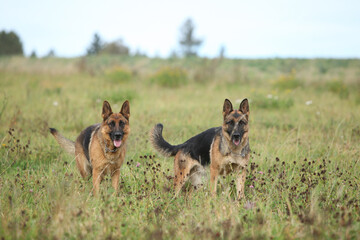 Amazing couple of German shepherd in autumn