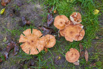 big mushrooms in the grass,large caps of mushrooms honey fungus top view