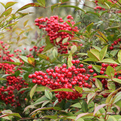 Baies de Nandina domestica en automne