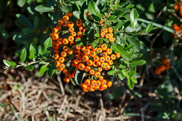 Fototapeta premium Orange fruits from the Cotoneaster horizontalis shrub very attractive in autumn, in Drujba district, Sofia, Bulgaria
