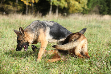 Amazing couple of German shepherd in autumn