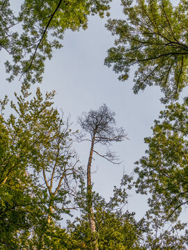 Waldsch&auml;den