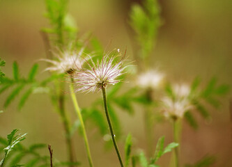 sleep grass in the spring forest2