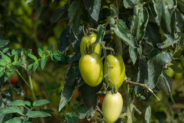 Growing of san marzano salad or sauce tomatoes in greenhouses in Lazio, Italy