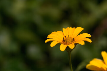 yellow flower in the spring garden3