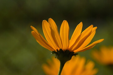 yellow flower in the spring garden2