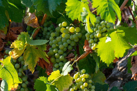 Bunches of white wine grapes ripening on vineyards near Terracina, Lazio, Italy