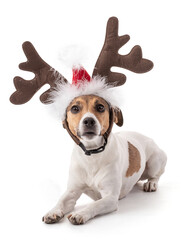 Jack Russell in studio for the Christmas holidays.