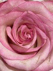 pink rose close up