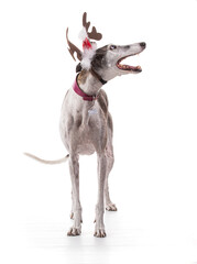 Galga espanol for the Christmas holidays.