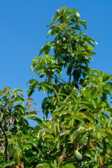 Fototapeta na wymiar Green ripe avocados fruits hanging on avocado trees plantation