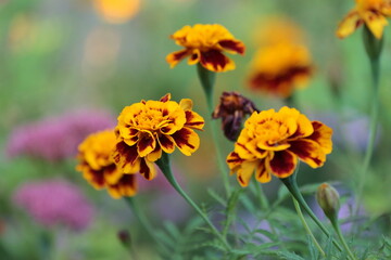 Marigold
