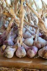 Bunches of young violet organic garlic on market in Provence, France